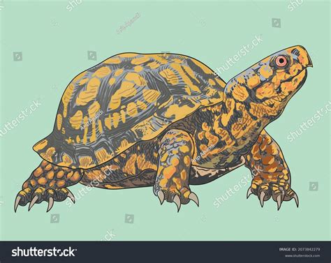 Eastern Box Turtle Drawing Beautiful Artillustration Vetor Stock