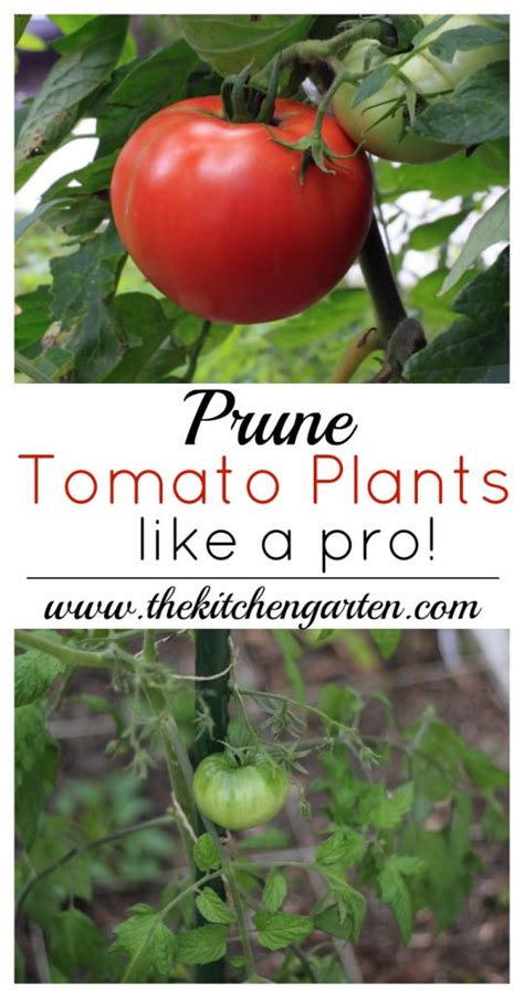 Pruning Tomatoes Like A Pro Gardening Viral