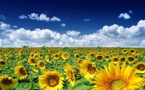 Sunflowers Wallpapers Wallpaper Cave