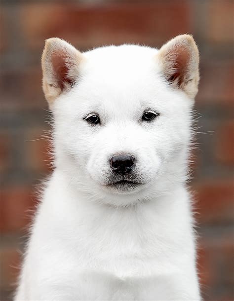 Hokkaido Dog Breed Information And Characteristics Daily Paws