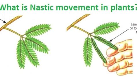 Explain The Different Types Of Movement In Plants