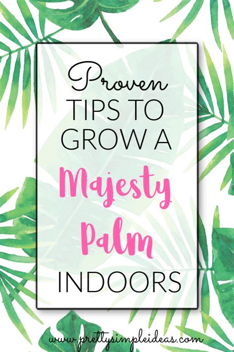How To Care For Your Indoor Majesty Palm Pretty Simple Ideas