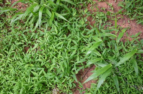 Microstegium Basketgrass Stiltgrass Eulalia Identification And