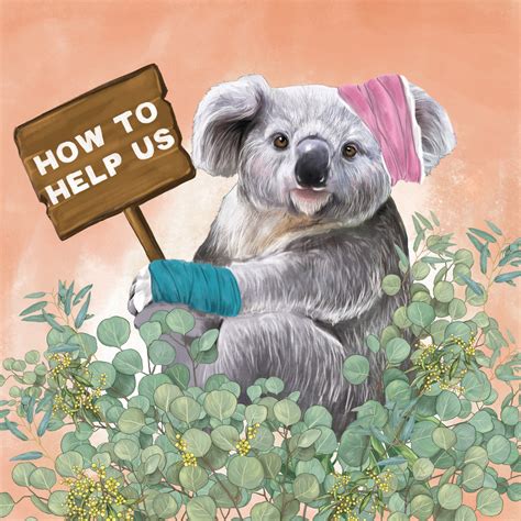 How To Help Save The Koalas La La Land