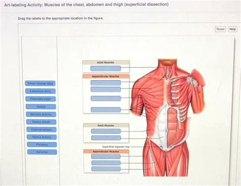 Solved Art Labeling Activity Muscles Of The Chest Abdomen Chegg Com