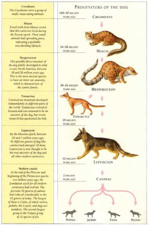 Evolution Of Dogs Kaiserscience
