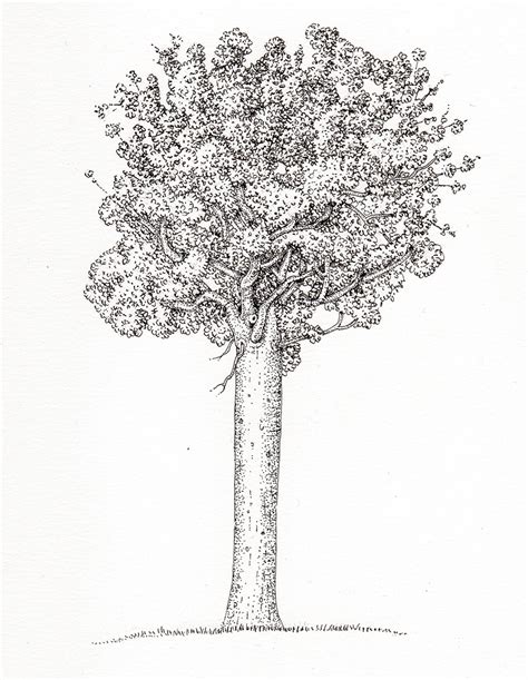 Kauri Agathis Australis Tree Botanical Illustration By Lizzie Harper