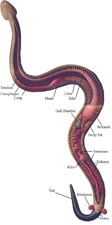 Anatomy Of Snake
