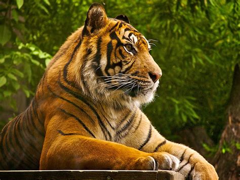 1920x1080px 1080p Free Download Majestic Tiger Wildlife Feline