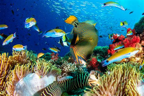 Coral Reef And Fish Jigsaw Puzzle In Under The Sea Puzzles On