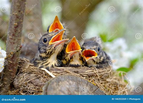 Bird Brood In Nest On Blooming Tree Baby Birds Nesting With Wide Open