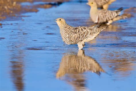Sand Grouse Collecting Water Stock Photos Free And Royalty Free Stock