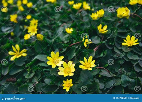 Artistic View Of Early Spring Wild Yellow Flowers Meadow Stock Photo