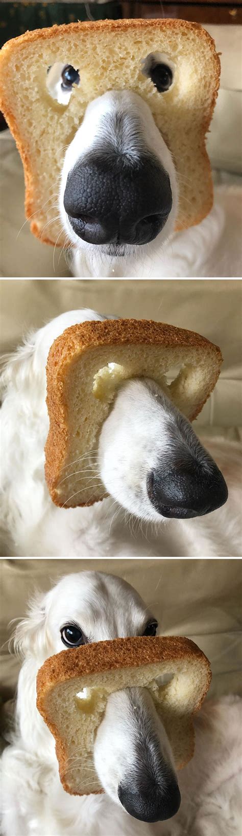 Pure Bread Dog Meme Lalocades