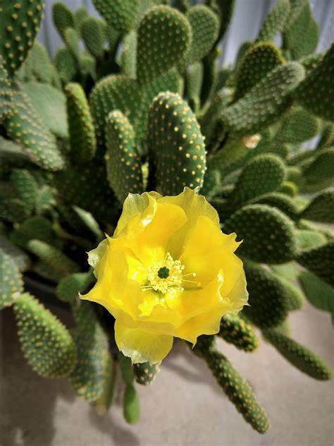 One final bloom from my 15+ year old bunny ears cactus. First time it's ...