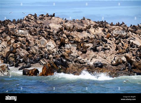 Cape Fur Seal Arctocephalus Pusillus Dyer Island Walker Bay Gansbaai