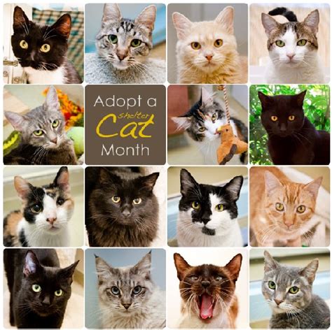 All locations in foster manhattan westhampton wantagh. Humane Society of North Iowa » June is National Adopt-a ...