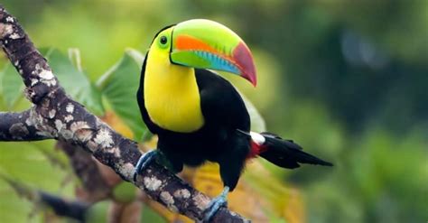 10 Incredible Toucan Facts A Z Animals