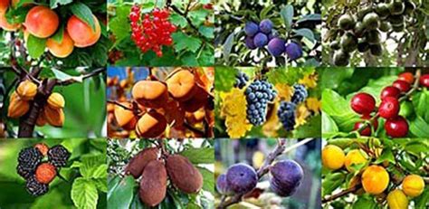Gardenarium Fruit Trees