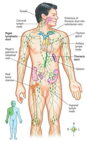Image Result For Human Male Lymphatic System Diagram Lymphatic System