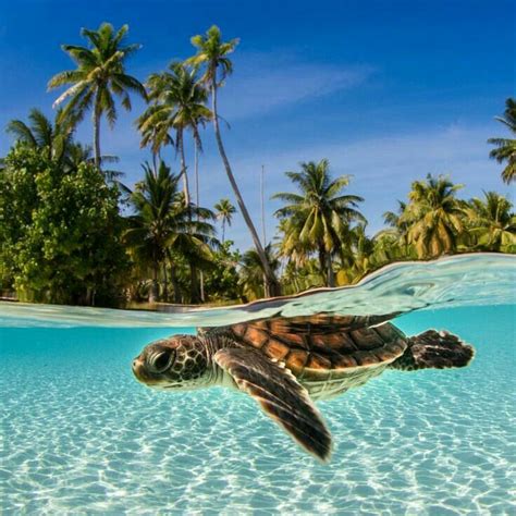 Pin By Lovepeaceharmony🌸 On Half Underwater Photography Sea Turtles
