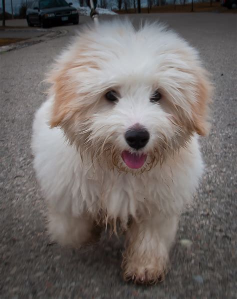 Coton De Tulear Information Dog Breeds At Thepetowners