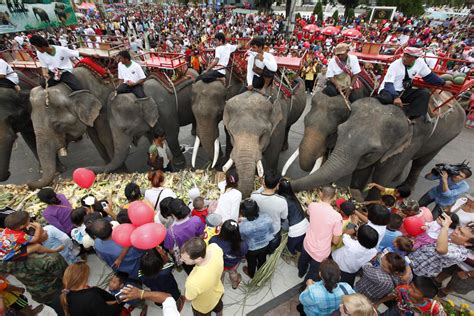 Surin Rounds Up The Elephants