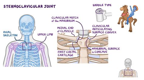 Acromioclavicular Joint Glenohumeral Sternoclavicular Joint My Xxx