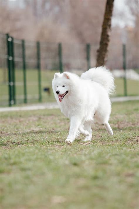 Samoyed Dog Running And Playing In The Park Big White Fluffy Dogs On A