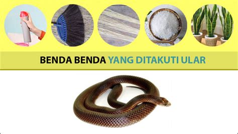 Hampir semua orang menggunakannya untuk nah, demikianlah penjelasan yang dapat kami sampaikan mengenai beberapa benda yang ditakuti ular. 6 Benda yang Ditakuti Ular untuk Mengusir Mereka yang ...