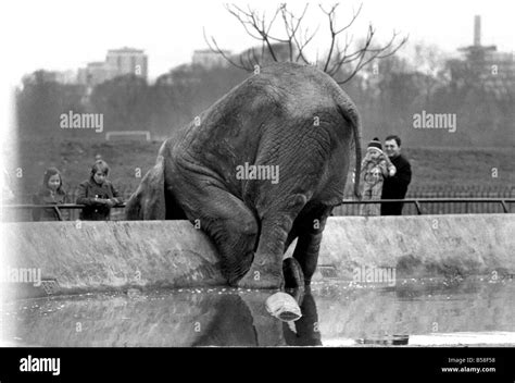 Animals London Zoo Elephant January 1976 76 00002 007 Stock Photo