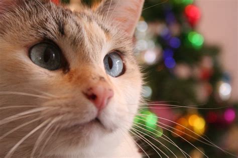 This is a great animal hospital. Cat Proofing Your Christmas Tree | Winslow Animal Hospital ...