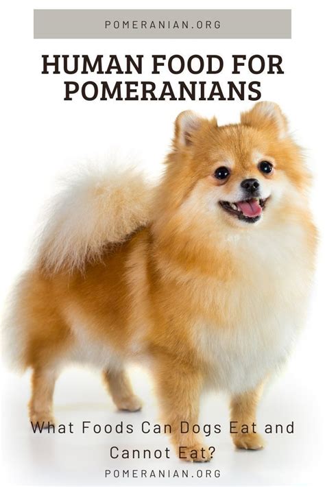 What Do Pomeranian Puppies Eat Pets Lovers