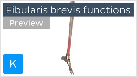 Functions Of The Fibularis Brevis Muscle Preview 3d Human Anatomy