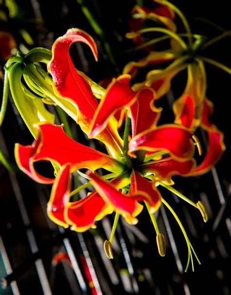 9 Worlds Most Unusual Flowers Gloriosa Superba