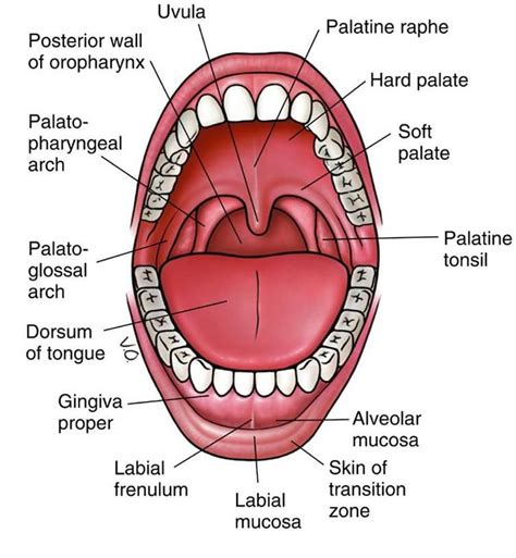 An3 08 Oral Cavity Oropharynx Swallowing Studyblue