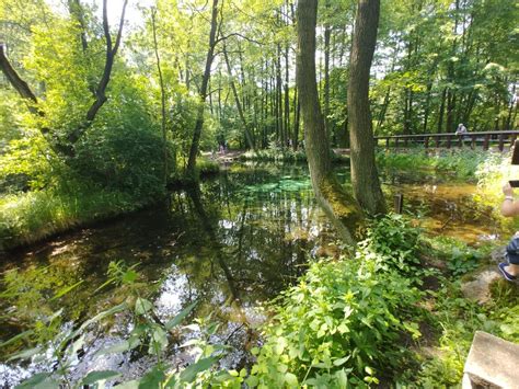 Dla celów turystycznych próbowano zagospodarować niebieskie źródła jeszcze przed wojną. Niebieskie Źródła,Tomaszów Mazowiecki | Plants, Tree, Outdoor