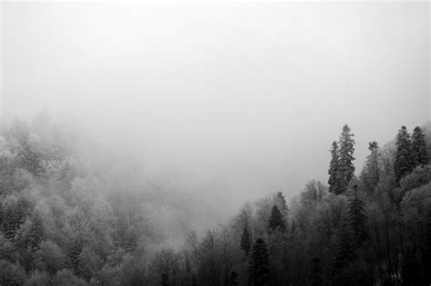 Photo by Photo: Foggy forest