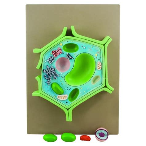 Plant Cell Nucleus Model Plant Cell Model And Each Organelles