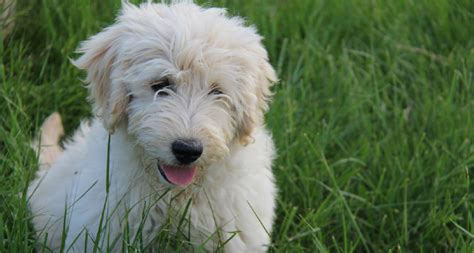 Goldendoodle puppies for sale and dogs for adoption in texas, tx. Goldendoodle Puppies Texas | Gorgeous Goldendoodles!