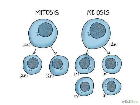 Differentiate Between Mitosis And Meiosis Meiosis Mitosis