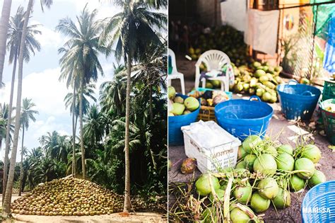 Coconuts In Thailandeverywhere