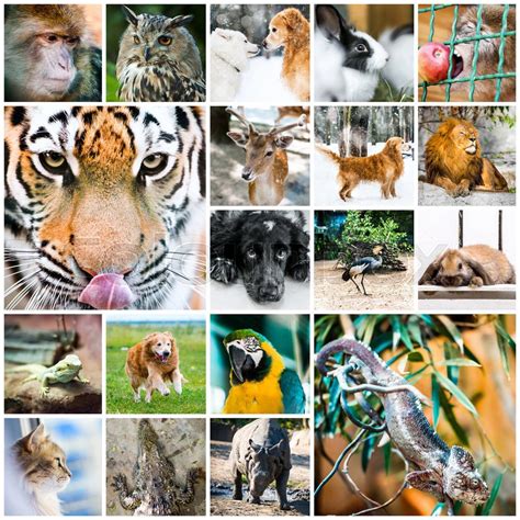 Collage Of Beautiful Colorful Photos Of Different Animals Stock Photo