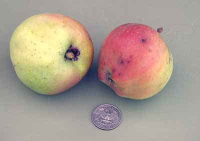 Thought to be a very old english variety. White Winter Pearmain apple on whatamieating.com