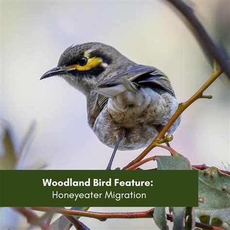 Woodland Bird Feature Honeyeater Migration Hunter Region Landcare