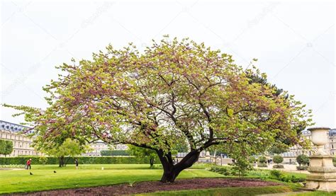 De nos jours, l'arbre à fée est reconnue pour ses bienfaits sur la santé et culinaire. Floraison Cercis Siliquastrum (arbre de Judas). Jardin des ...