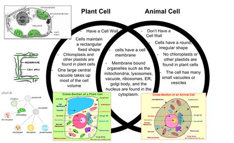 We did not find results for: Plant vs. Animal Cells - Cell Hub