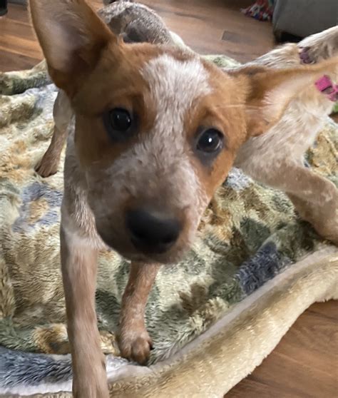 Australian Red Heeler Puppies For Sale | San Diego, CA #320383