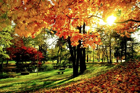 Autumn In The Park Hd Wallpaper Background Image 3000x2000 Id