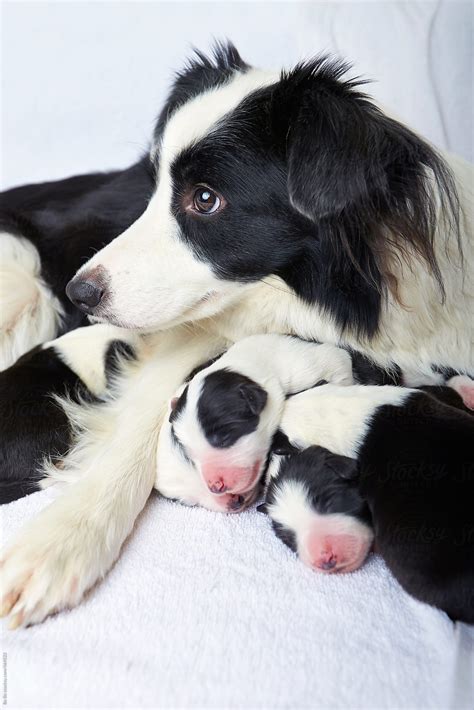 Mom Border Collie With Her Newborn Baby Indoor By Stocksy Contributor